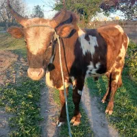 ورزا چالوسی همه چیز تمام