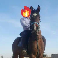 مادیان ۳به۴ فروشی|اسب و تجهیزات اسبسواری|تاکستان, |دیوار