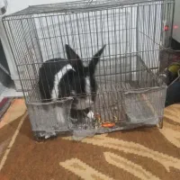 فروش خرگوش..|موش و خرگوش|شاهرود, |دیوار