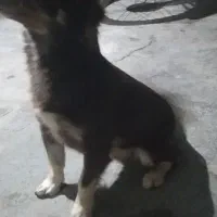 سگ پاپی ماده