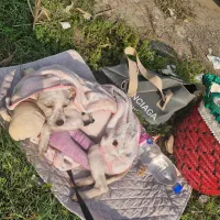 گمشده شیتزو سفید|سگ|فردیس, شهرک سپاه|دیوار