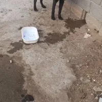 یک توله ماده قدرجانی