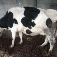 گاو گوساله دار سیمینتال سه شکم