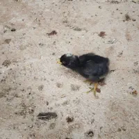 جوجه محلی ده روزه