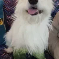 واگذاری سگ  پامر تریر|سگ|رشت, جانبازان|دیوار