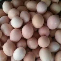 تخم مرغ بومی|خوردنی و آشامیدنی|کاشان, فین بزرگ|دیوار