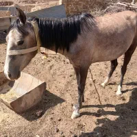 اسب مادیان|اسب و تجهیزات اسب‌سواری|ابهر, |دیوار