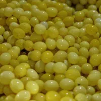 خاویار و کرم حلزون