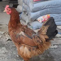 مرغ و خروس رسمی زیر مرغی
