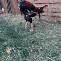 لوستر خروس لاری