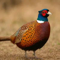 خروس(تیرنگ)آمریکایی