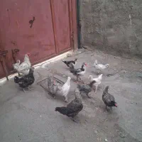مرغ خروس گلین