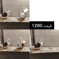 جفتی|پرنده|مرودشت, کوشک|دیوار