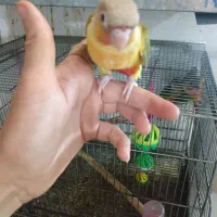 گرینچیک سرلاکی