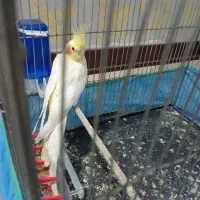 عروس هلندی ماده