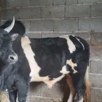 ورزا کوله چالوسی