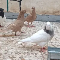 کبوتر