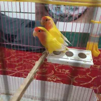 طوطی برزیلی نر وماده
