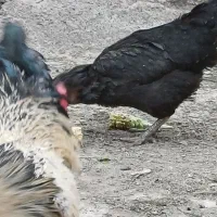 مرغ خروش مزرعه|حیوانات مزرعه|قم, شهرک امام حسن|دیوار
