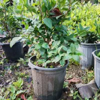 یاس هلندی سطل ۳ و ۱۰