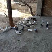 کفتر چادری|پرنده|ری, اقدسیه|دیوار