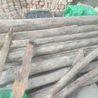 چنار|خدمات باغبانی و درختکاری|کلاشی, |دیوار