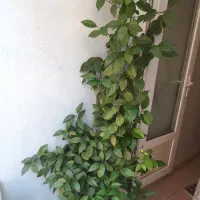 درخت پرتقال