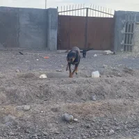 دوبرمن ۷ماهه