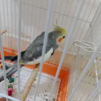 پرنده عروس هلندی