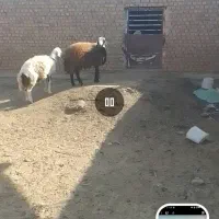 دو راس بره قوچ فروشی باخرز|حیوانات مزرعه|بالا ولایت, |دیوار