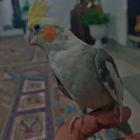یه جفت عروس هولندی
