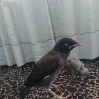 جوجه مینا