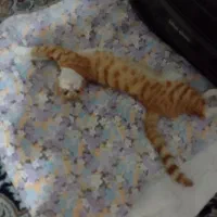 واگذاری گربه نر