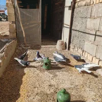 چپ،خوشرنگ ،یال،سرور