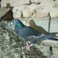 کفتر تکی زاغه و سفید و ساده و سار دم سیا کاکلی|پرنده|بردسکن, |دیوار