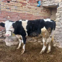 گوساله|حیوانات مزرعه|گل تپه, |دیوار