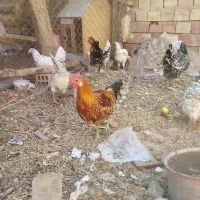 تخم نطفه دار تضمینی گلین لری زیبا|حیوانات مزرعه|میبد, |دیوار