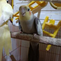 فروش عروس هلندی
