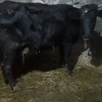 گاو ۷ماه ابستن