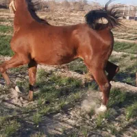 مادیان درهشوری..سواری دار خوش قیمت|اسب و تجهیزات اسبسواری|شهر بابک, |دیوار