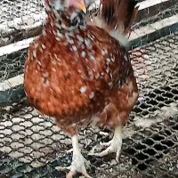 فروش دوعددمرغ ویک عددخروس گلین اصل