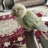 پرنده گرینچیک|پرنده|سبزوار, فرهنگیان|دیوار