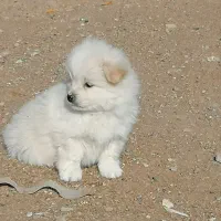 پامر|سگ|مشهد, کاظم آباد پنجشنبه|دیوار