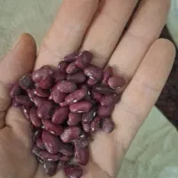 لوبیاقرمزدرجه یک خوشپخت