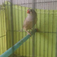 فنچ کینگ نر و ماده. مولد|پرنده|تهران, بهداشت|دیوار