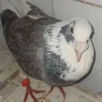 کفتر گمشده جان هرکی دوست دارین بگین مژدگانی میدم