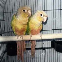 گرینچیک روتخم اناناسی