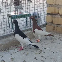 کفتر یهودی جفت