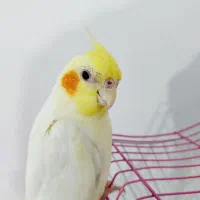 عروس هلندی