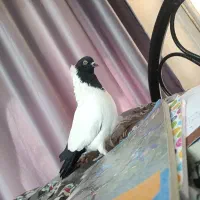 کبوتر پرستویی نر بدون غلط مست مست